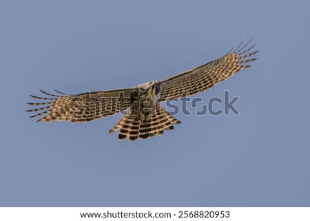 Mountain hawk eagle in flight in  Taiwan close up