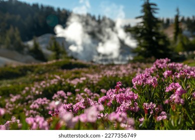 Mountain Heather Bloom Near Bumpass Hell In Lassen Volcanic National Park - Shutterstock ID 2277356749