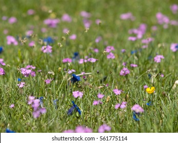 mountain herbs field in spring 