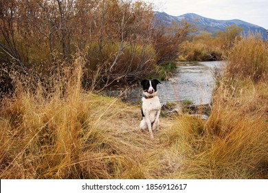 Dog Island Images Stock Photos Vectors Shutterstock