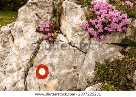 Mountain hiking circular marking that symbolizes the path to the peak, surrounded by natural, self grown pink flowers Imagine de stoc © 