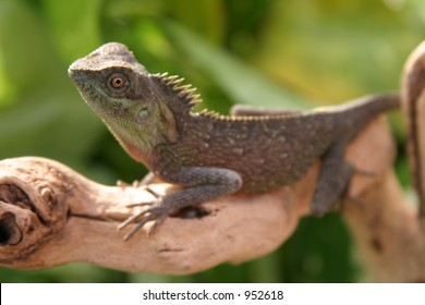 "Mountain Horned Dragon" (Acanthosaura species) sits on a log outside in the sun