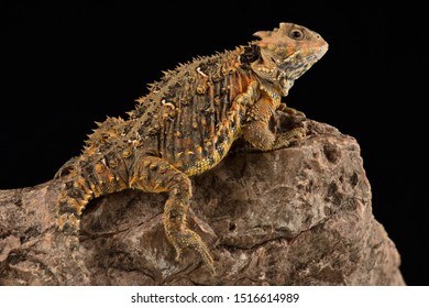 Mountain horned lizard(Phrynosoma orbiculare cortezii)
