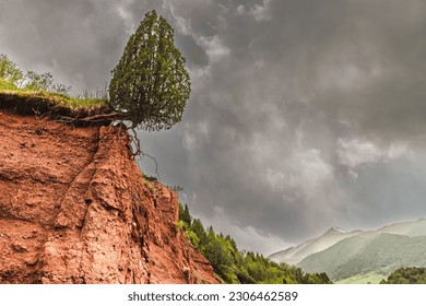 The mountain juniper clings to the ledge of the hill.