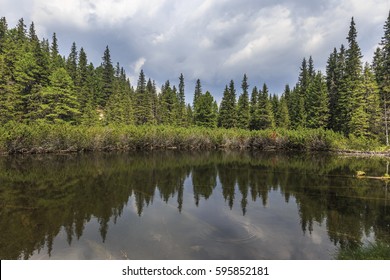 209,531 A lake in a pine forest Images, Stock Photos & Vectors ...