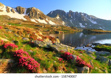 Mountain Lake And Red Rhododendron Flowers At Sunset