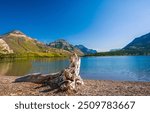 Mountain lake shore. Mountain lake view. Mountain lake shore. Snag on the shore of a mountain lake