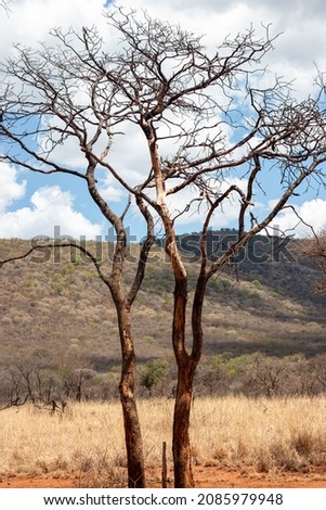 Mountain landscape across bushveld vegetation with trees in the foreground.   