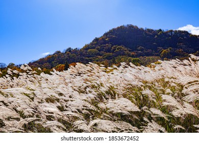 mountain landscape with autumn silver grasses in Japan