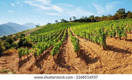 Mountain landscape with the cultivation of vineyards for the production of wine, Sardinia, Italy. Traditional agriculture.