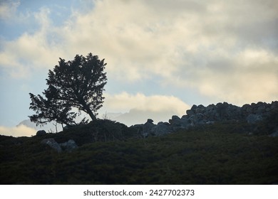 The mountain landscape in the evening is closer to sunset. A lonely tree against the background of mountains. Remains of ancient buildings - Powered by Shutterstock