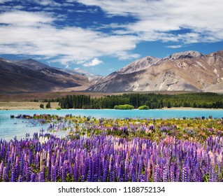 Mountain landscape with flowering lupins, lake Tekapo, New Zealand
