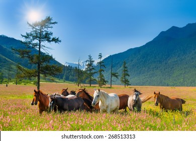 Mountain landscape with grazing herds of horses on a flowering meadow