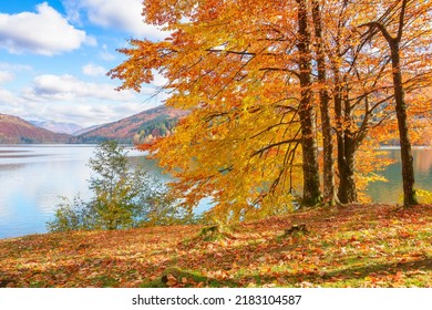 mountain landscape at the lake in autumn. trees in colorful foliage on the shore. beautiful nature scenery on a sunny day with fluffy clouds on the blue sky reflecting on the rippled water surface - Shutterstock ID 2183104587