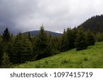     Mountain landscape, pine trees                           