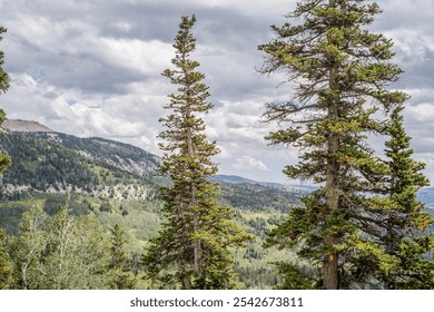 Mountain landscape with pine trees and cloudy sky