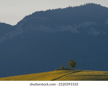 Mountain landscape. The setting sun illuminates the slope of a hill with a lonely tree. View of the Hoczanskie Mountains. Zilina Region. Slovakia. - Powered by Shutterstock