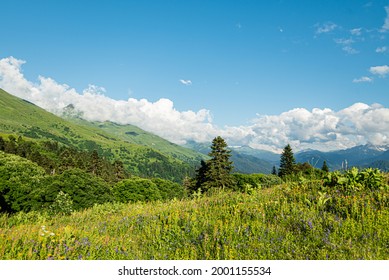 mountain landscape summer forests meadows grass flowers sky clouds mesmerizing panorama Caucasian ridge flowering greenery