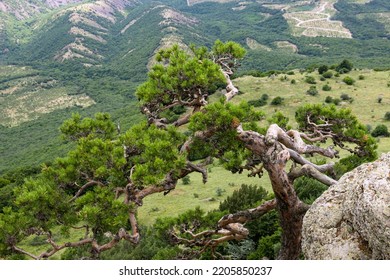 Mountain Landscape, Tree, Crooked Mountain Pine Growing On A Sheer Cliff. The Concept Of Resilience And Survival.