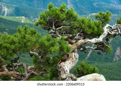 Mountain Landscape, Tree, Crooked Mountain Pine Growing On A Sheer Cliff. The Concept Of Resilience And Survival.