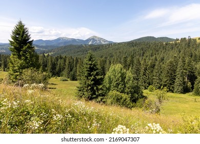 Mountain Landscape In Ukrainian Carpathians In Summer.