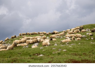 Mountain landscape,sheeps are grezing grass. - Powered by Shutterstock