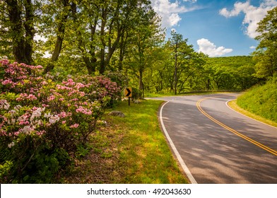 Mountain Laurel Along Skyline Drive On A Spring Day In Shenandoah National Park, Virginia.