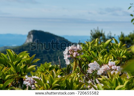 Mountain Laurel Bloom with Table Rock Mountain in Background in Linville Gorge wilderness