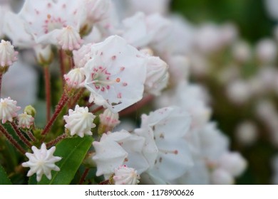 Mountain Laurel 'Elf'