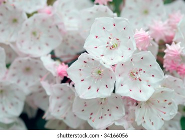 Mountain Laurel Flower Close-up