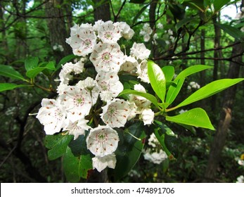 Mountain Laurel Flowers