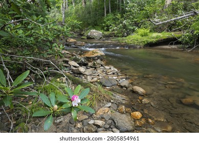 Mountain laurel on a stream
