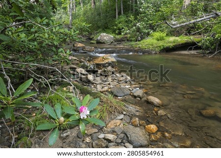 Mountain laurel on a stream