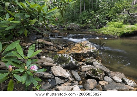 Mountain laurel on a stream.