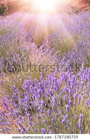 Similar – Field of lavender | it smells like … the Provence