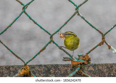 Mountain Leaf Warbler Eating Moth (Phylloscopus Trivirgatus)