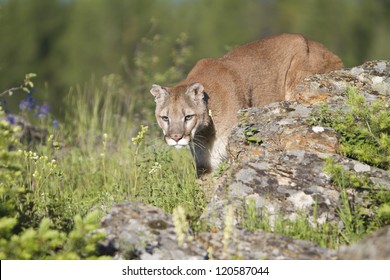 Mountain Lion