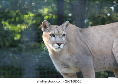 Mountain Lion