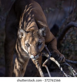 Mountain Lion