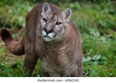 Beautiful North American Mountain Lion Stock Photo (edit Now) 514437853