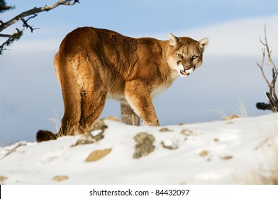 Mountain Lion