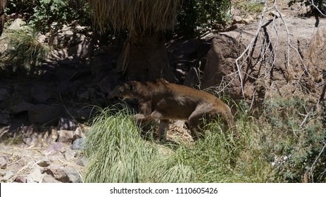 Mountain Lion Arizona