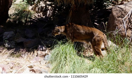 Mountain Lion Arizona