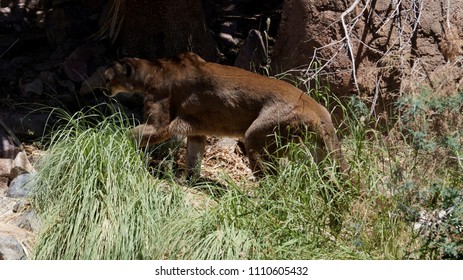 Mountain Lion Arizona