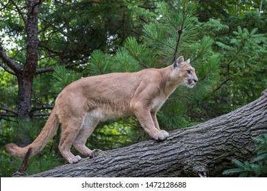 Mountain Lion Ascending A Leaning Tree