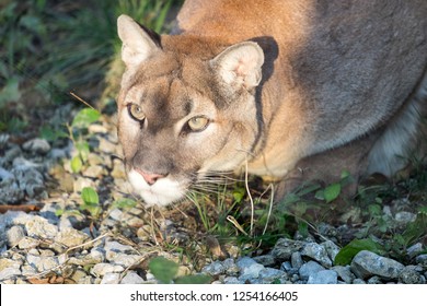 A Mountain Lion Close Up