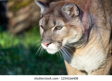 A Mountain Lion Close Up