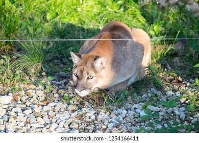 A Mountain Lion Close Up