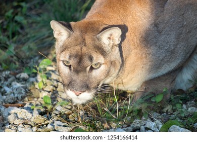 A Mountain Lion Close Up