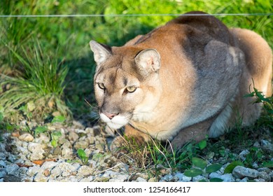 A Mountain Lion Close Up